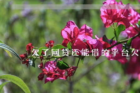 欠了网贷还能借的平台(欠了网贷还能借钱吗)