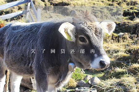 欠了网贷还能再贷吗(欠了网贷还能贷款吗)