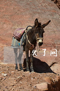 欠了网贷还能哪借钱(欠网贷的钱要还吗)