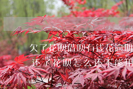 欠了花呗借呗有钱花逾期(借呗不小心逾期了,还了,花呗怎么还不能用)