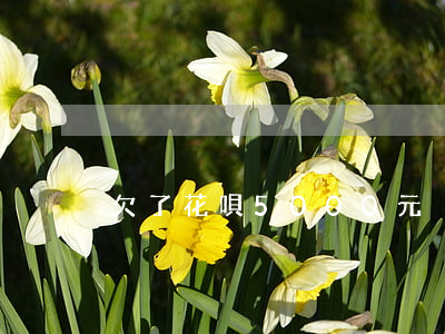 欠了花唄5000元沒錢還怎么辦