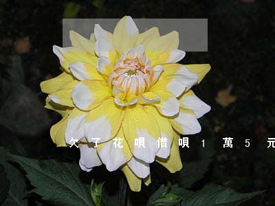 欠了花唄借唄1萬5元快一年了-