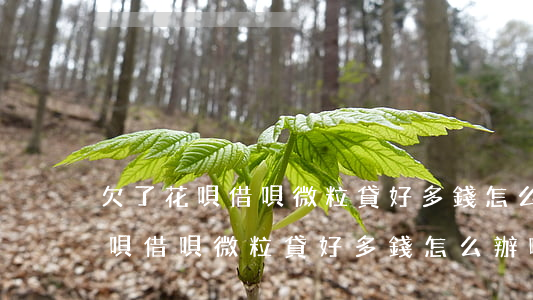 欠了花唄借唄微粒貸好多錢怎么辦-欠了花唄借唄微粒貸好多錢怎么辦啊