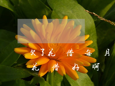 欠了花唄借唄每個月還一點會怎樣(每個月還花唄借唄好煩啊)