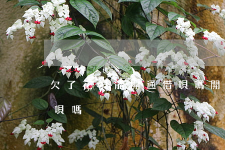 欠了花唄能開通借唄嗎(開通花唄還能開通借唄嗎)