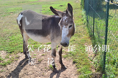 欠了花唄還能開通分期樂嗎(分期樂為什么不能還花唄)