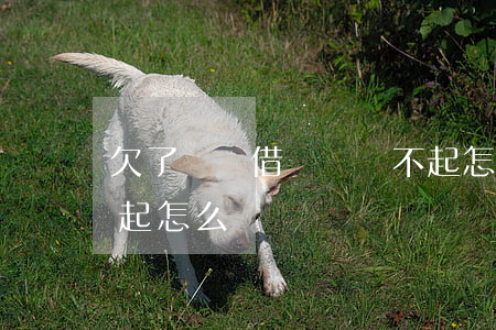 欠了螞蟻借唄錢還不起怎么辦(借唄借錢還不起怎么辦)