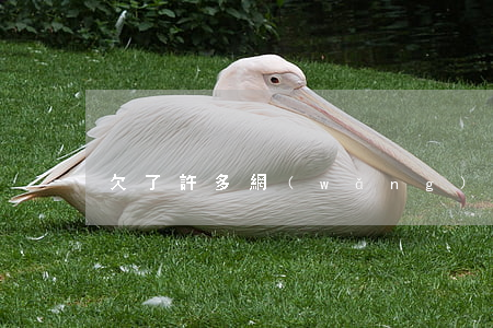 欠了許多網(wǎng)貸怎么辦
