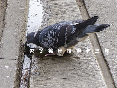 欠了银行信用卡三年