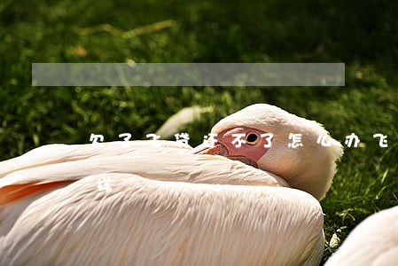 欠了飞贷还不了怎么办(飞贷的钱不还会怎么样)