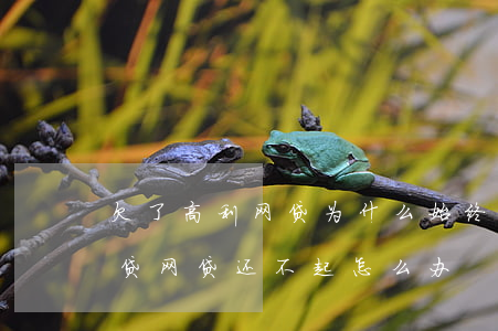 欠了高利网贷为什么始终都还不完(借了高利贷网贷还不起怎么办)