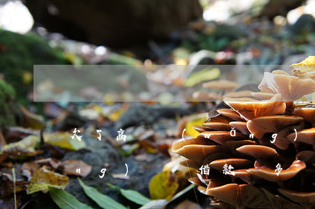 欠了高額網(wǎng)貸還能借網(wǎng)貸嗎(借款過多還可以借款的網(wǎng)貸)