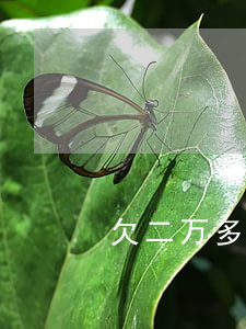 欠二万多网贷不知道怎么办了(网贷欠款2万)