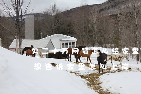欠二十万网贷怎么给家里说(欠十二万网贷不想告诉家里怎么上岸)
