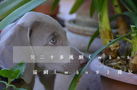 欠二十多萬網(wǎng)貸銀行卡該怎么還(網(wǎng)貸欠債二十萬怎么辦?!!!!)
