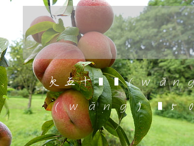 欠五十萬網(wǎng)貸怎么理財(欠了網(wǎng)貸50萬我該怎么辦)