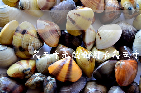 欠五千元的信用卡(欠五千元的信用卡怎么辦)