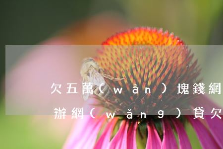 欠五萬(wàn)塊錢網(wǎng)貸咋辦(網(wǎng)貸欠了5萬(wàn)怎么辦)