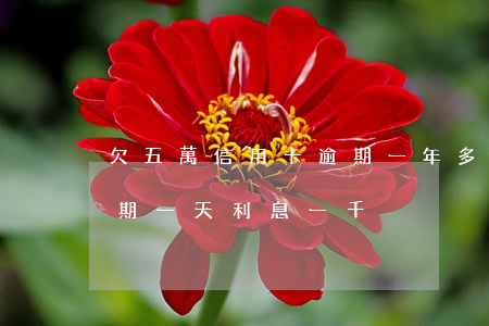 欠五萬信用卡逾期一年多少錢（信用卡5w逾期一天利息一千）