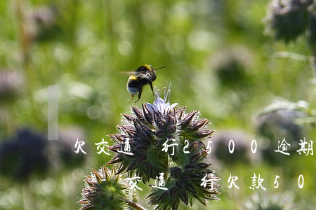 欠交通銀行2500逾期會(huì)坐牢嗎-交通銀行欠款5000逾期半年會(huì)不會(huì)被起訴