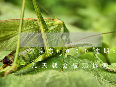 欠京东6000逾期5天(欠京东3万多,逾期几天就会被起诉吗)