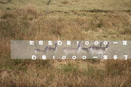欠京东白条1000一年多了没还-欠京东白条1000一年多了没还怎么办