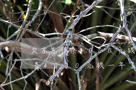 欠京东白条4000元钱一年了-欠京东白条4000元钱一年了怎么办