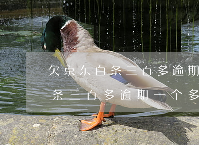 欠京东白条三百多逾期一个多月-欠京东白条三百多逾期一个多月会怎么样