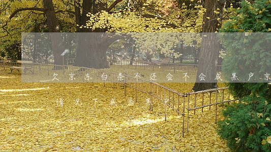 欠京东白条不还会不会成黑户(京东白条什么情况下成为黑户)
