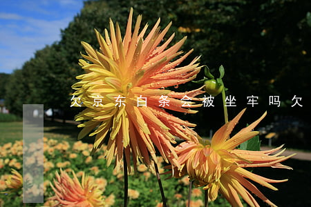 欠京东白条会被坐牢吗(欠京东白条会拘留吗)