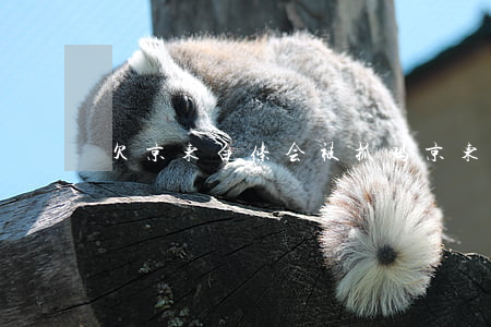 欠京东白条会被抓吗(京东白条逾期了)