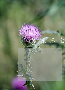 欠京东白条有没有事(京东白条拖欠会怎么样)