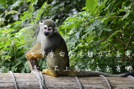 欠京东白条没能力还会有什么后果(欠京东白条还不上怎么办会有哪些后果)