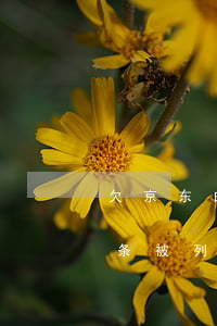 欠京东白条被列为失信被执行人-欠京东白条被列为失信被执行人怎么办