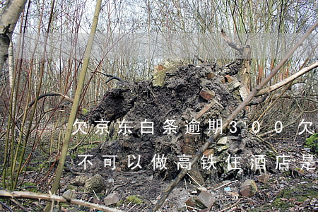 欠京东白条逾期300(欠京东白条逾期了说不可以做高铁住酒店是真的吗)