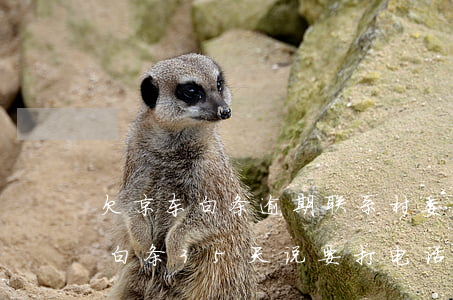欠京东白条逾期联系村委会(欠京东2000白条35天说要打电话给村委会)
