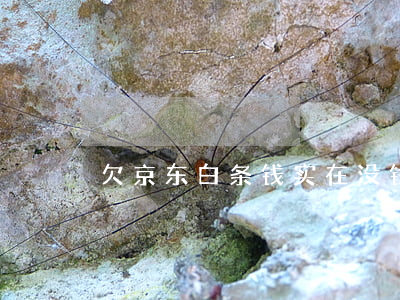 欠京东白条钱实在没钱还能怎样-