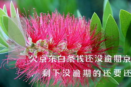欠京东白条钱还没逾期(京东白条逾期的还了.剩下没逾期的还要还)