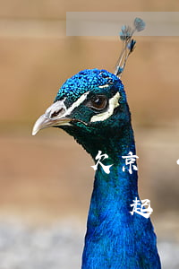 欠京東4500會被起訴嗎(京東一般多少錢會起訴)