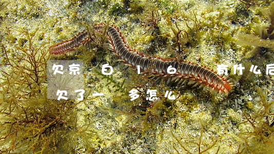 欠京東白條1萬6沒還有什么后果(京東白條欠了一萬多怎么辦) 欠京東白條1萬6沒還有什么后果(京東白條欠了一萬多怎么辦)