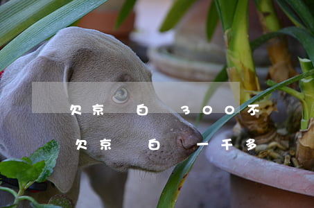 欠京東白條300不還會(huì)怎么樣(欠京東白條一千多塊錢還不上會(huì)怎么樣?)