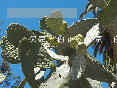 欠京東白條6萬(京東白條欠一萬八)