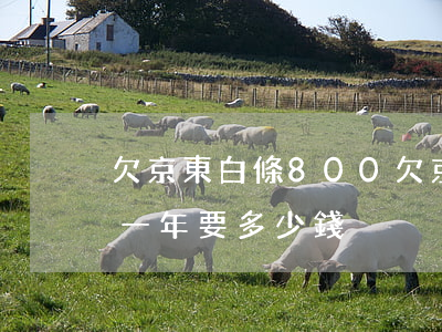 欠京東白條800(欠京東白條8000逾期一年要多少錢)