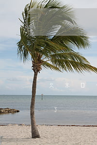 欠京東白條9000(欠京東白條90元逾期了)