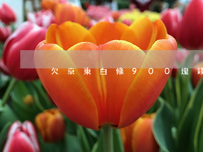 欠京東白條900塊錢(欠京東白條1分錢)