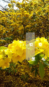 欠京東白條一千兩百元(京東白條欠了一萬多怎么辦)