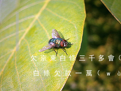 欠京東白條三千多會(huì)坐牢嗎(京東白條欠款一萬(wàn)多會(huì)被起訴坐牢嗎?)