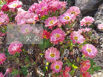 欠京東白條三千會凍結(jié)銀行卡嗎(京東白條真的凍結(jié)銀行賬戶嗎)