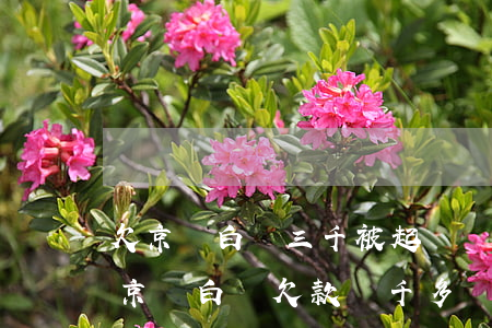 欠京東白條三千被起訴會(huì)怎么樣(京東白條欠款兩千多會(huì)被起訴么)