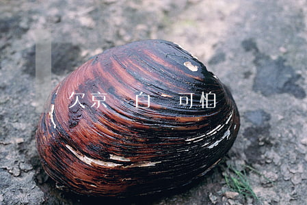 欠京東白條可怕嗎